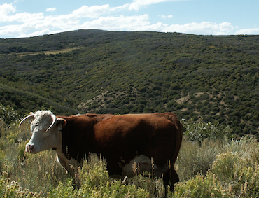 Black Canyon