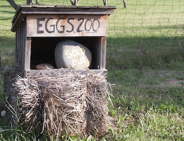Fresh Eggs, Lopez Island