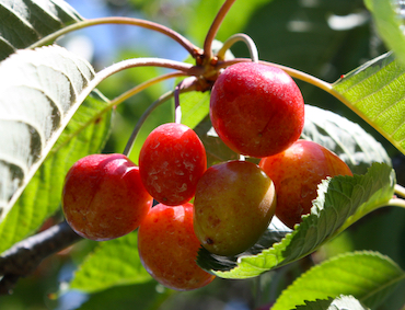 Cherry Tree