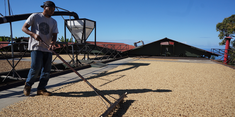 Coffee Farm