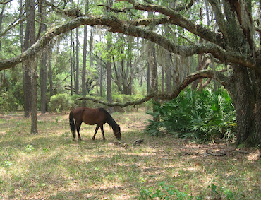 Forest, Cumberland Island