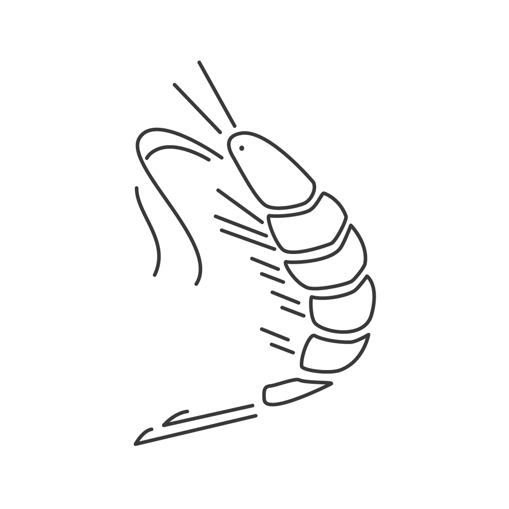 El Camaron illustration