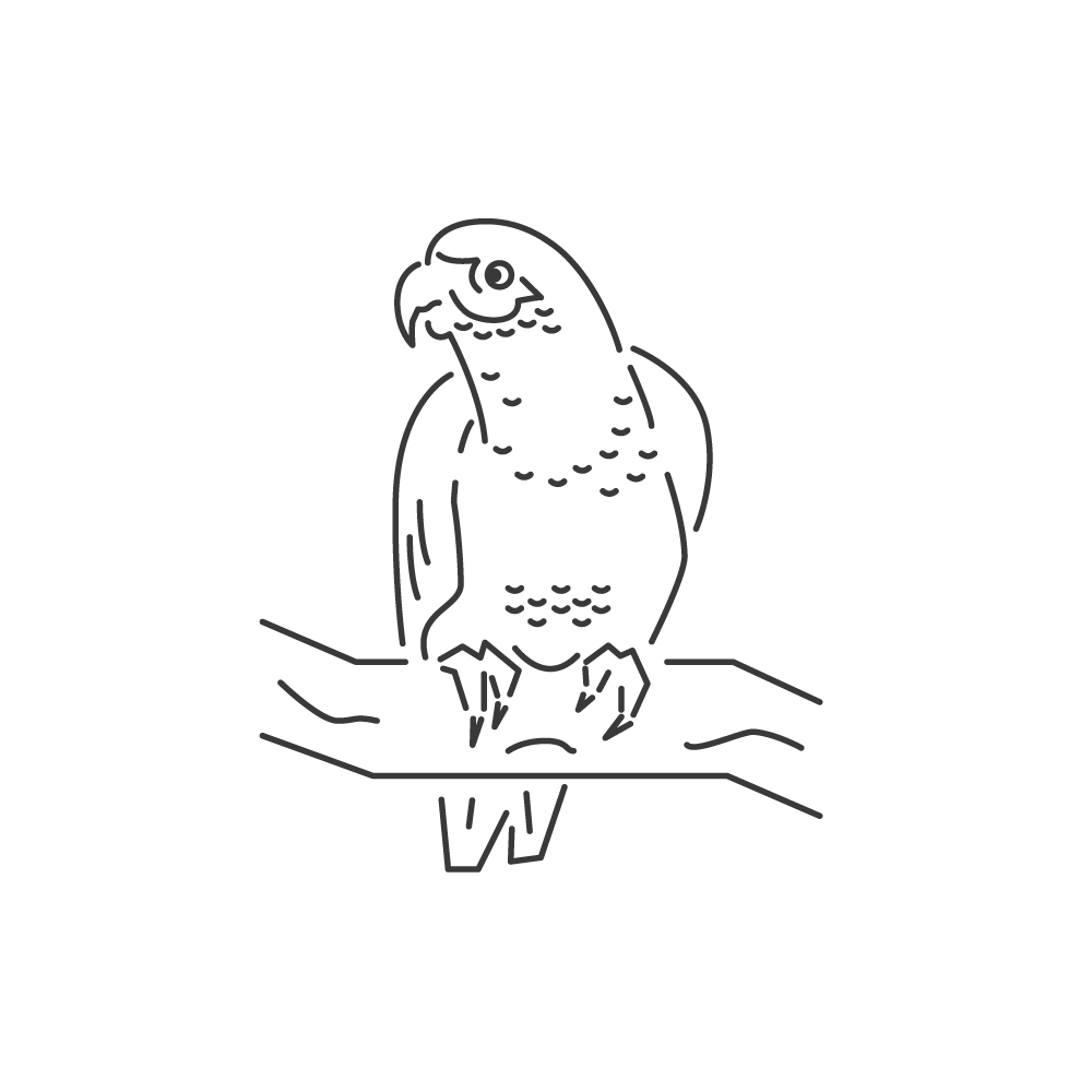 El cotorro illustration