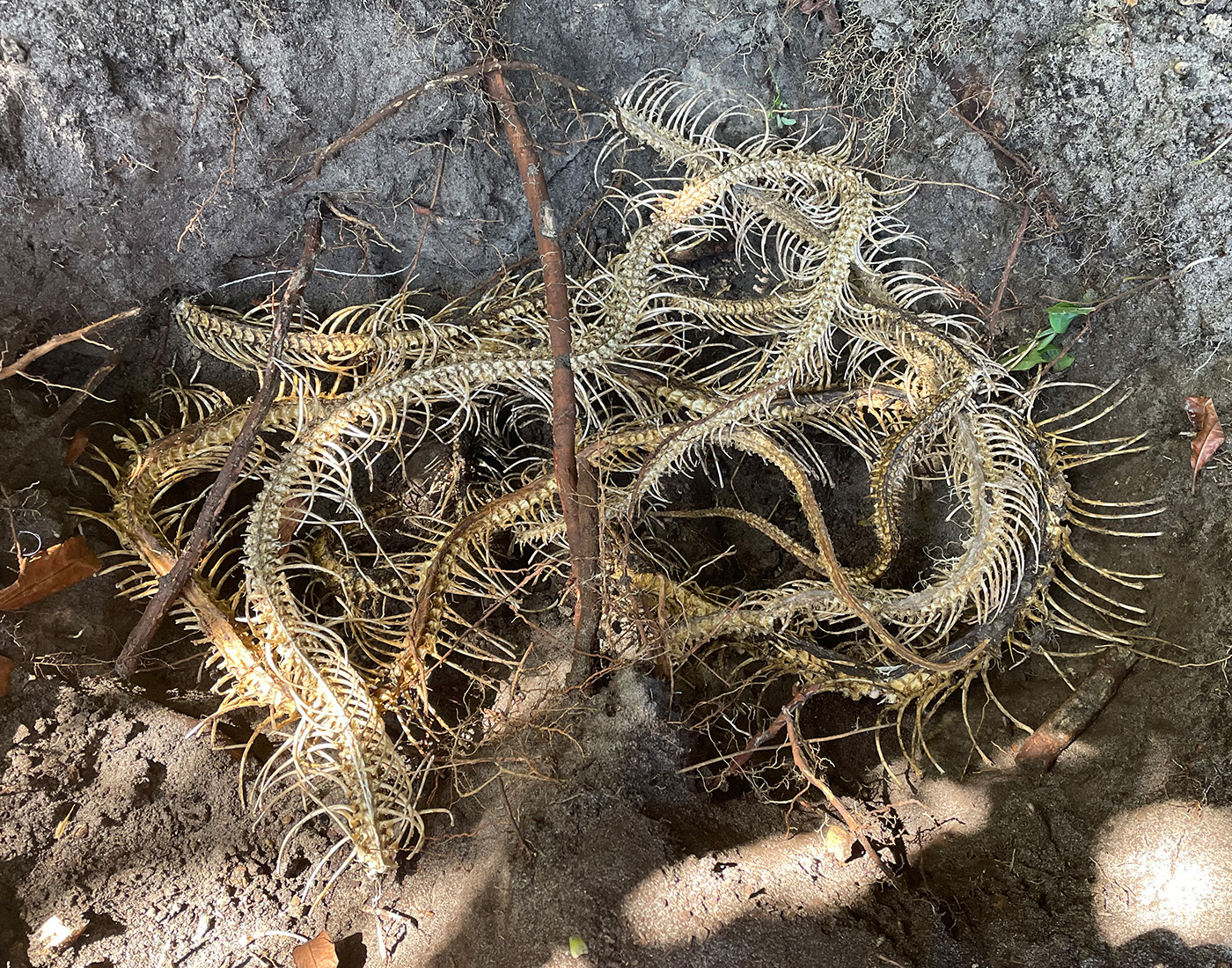 Python skeletons in a hole in the ground