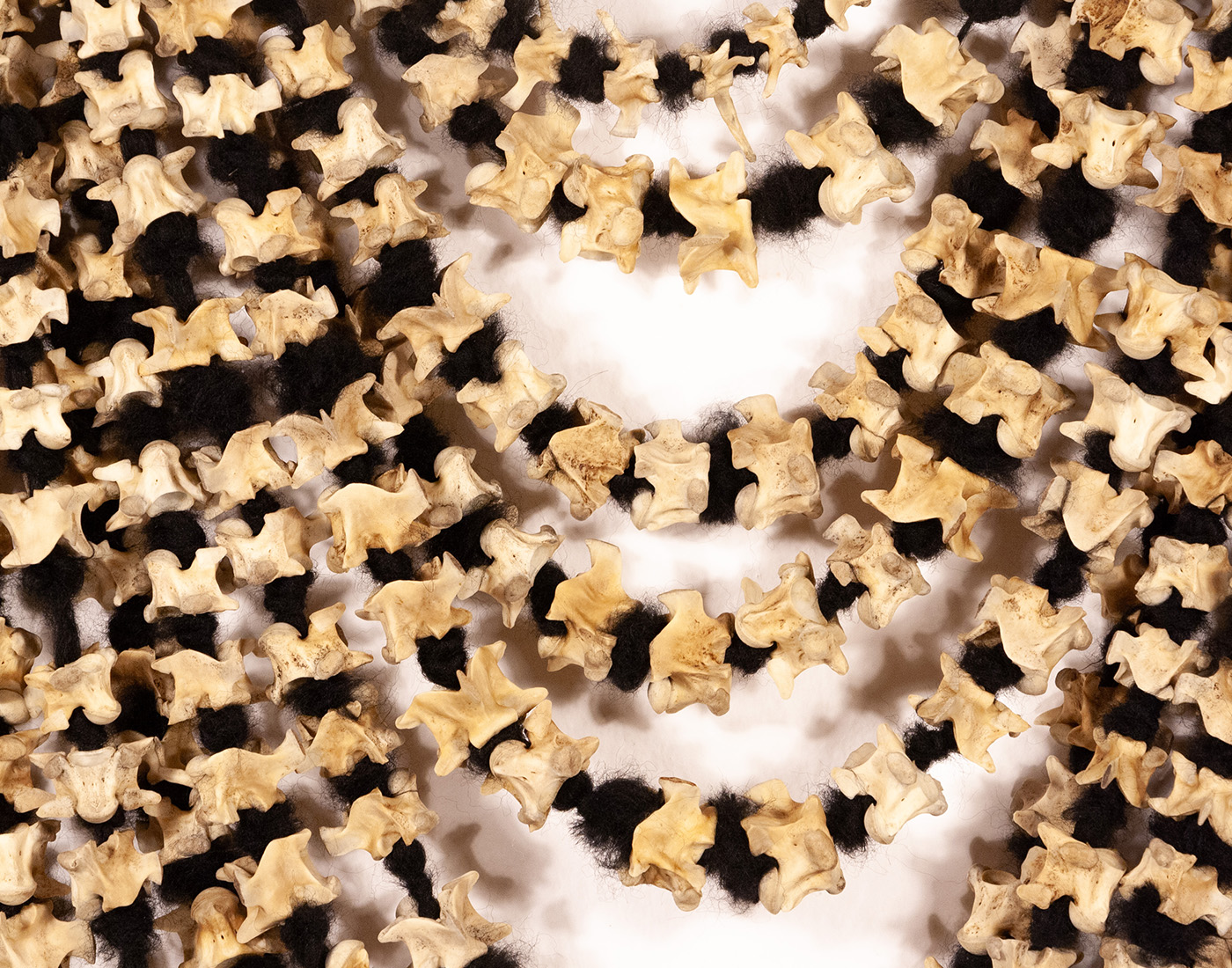 Strands of python vertebrae bones knotted on strips of yarn and draping like a large necklace
