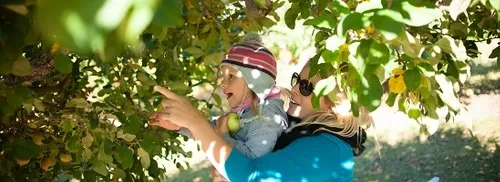 Mother and daughter picking apples from a tree