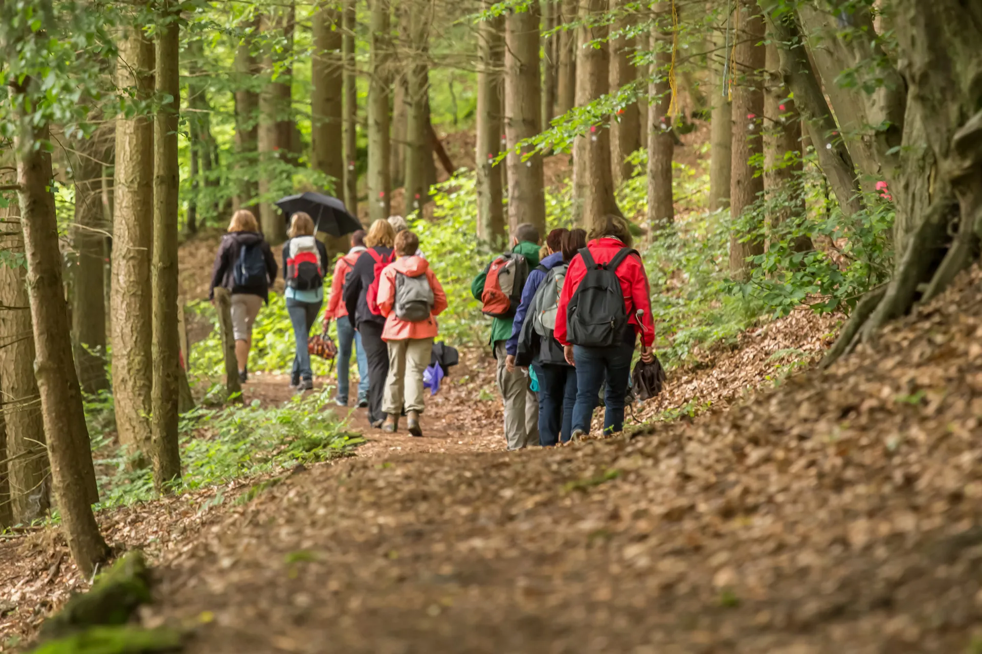 Gruppe wandert durch den Wald.