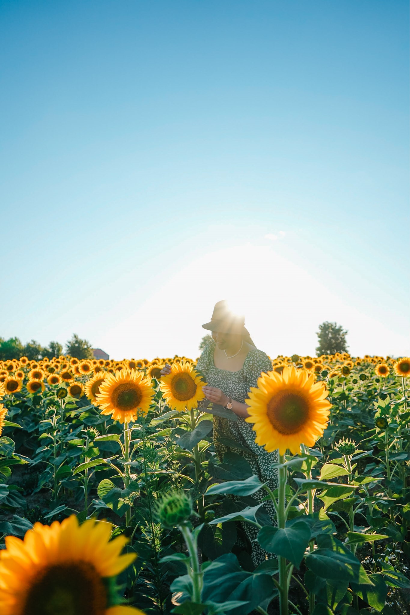 A field of Sunflowers on a sunny day
