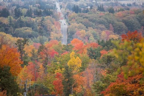 a wide view of fall colours and a road in the background