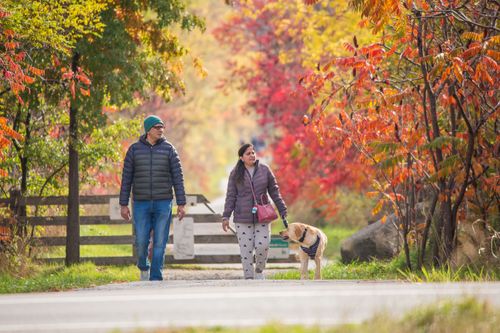 the photo features a road in caledon with green leaves changing into red as they transition to fall