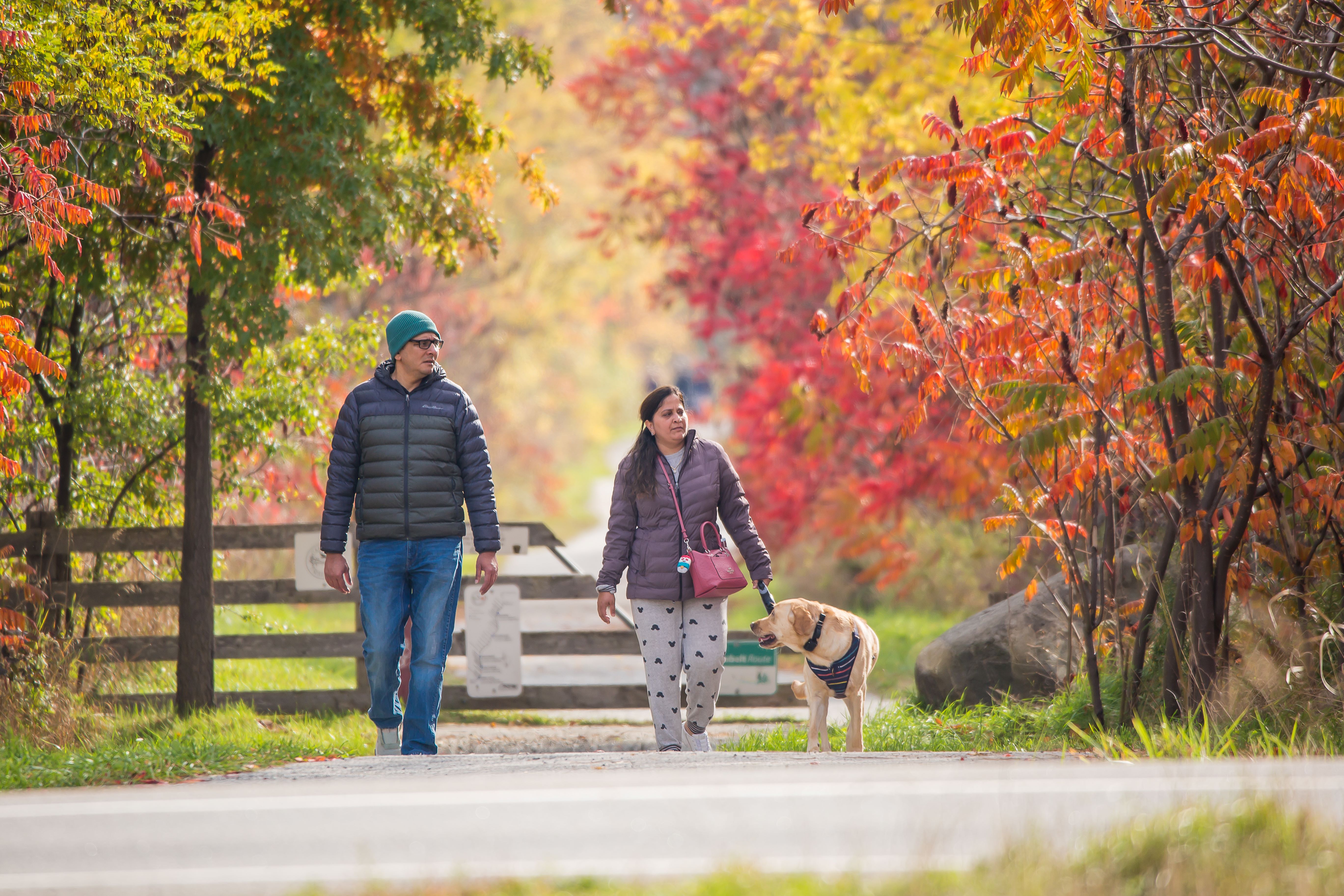 the photo features a road in caledon with green leaves changing into red as they transition to fall