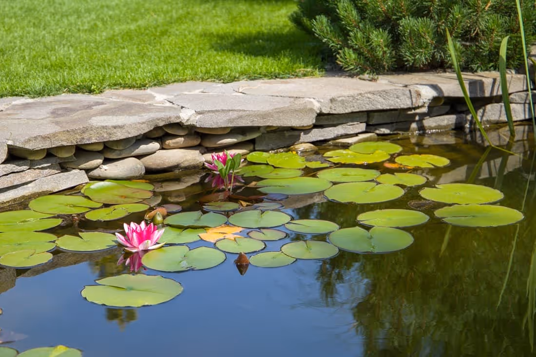 Zen Pond