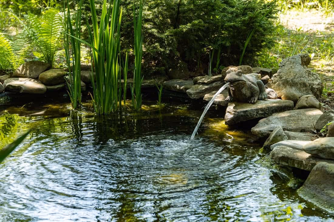 Reflective Pond