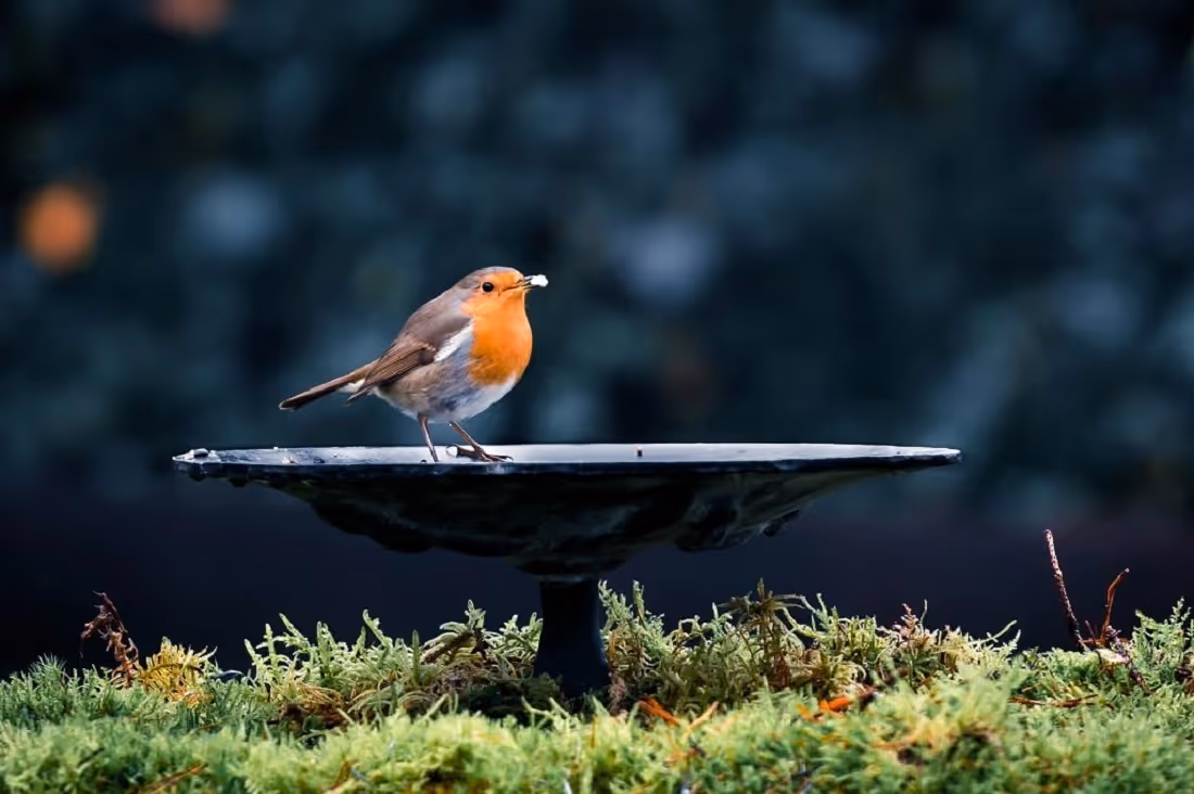 small bird bath