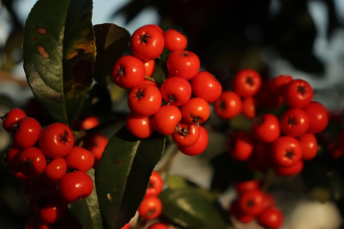Berry-Producing Plants