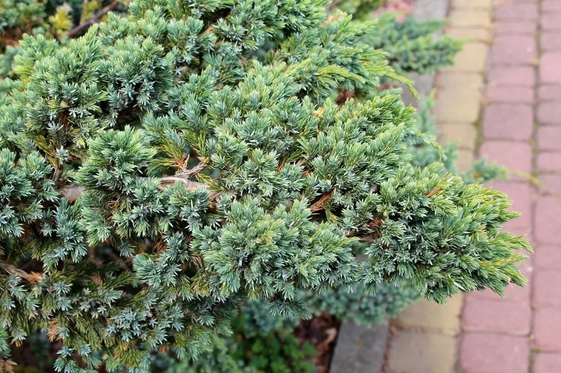 Juniper Shrub