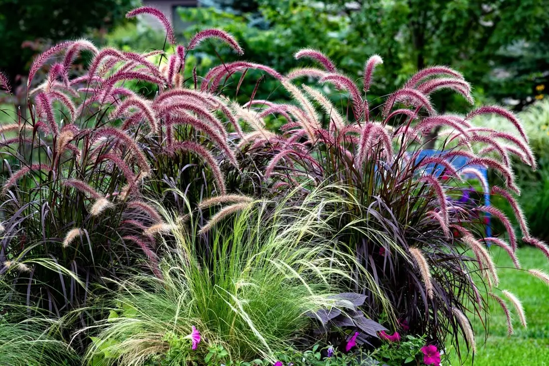 Fountain Grass