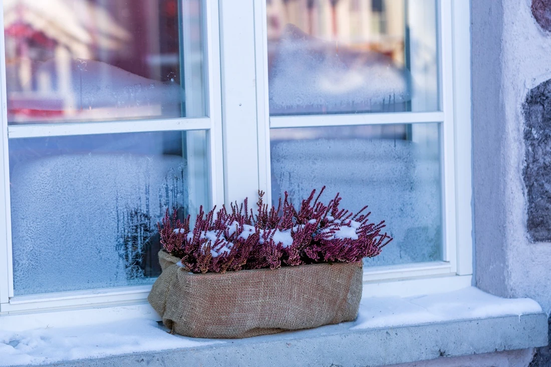 Window Box