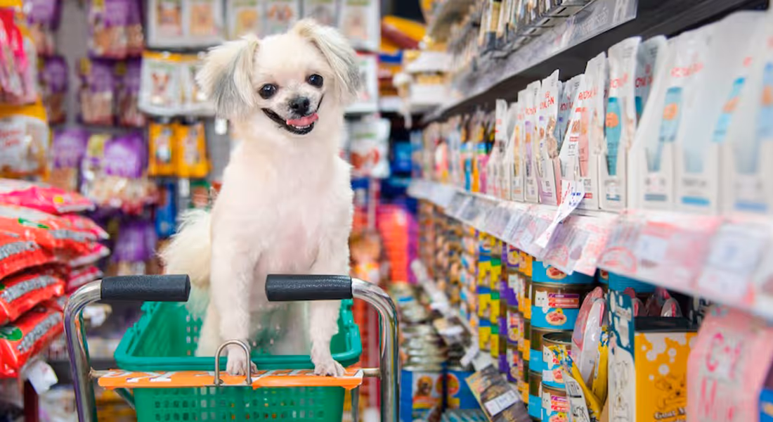 Cachorro feliz usando coleira personalizada, símbolo de cuidado e bem-estar animal.