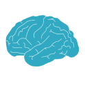 Small image of a detailed brain