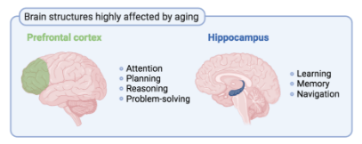 Brain structures by ages