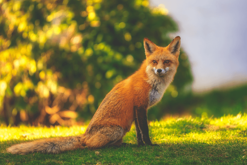 Animal intelligence