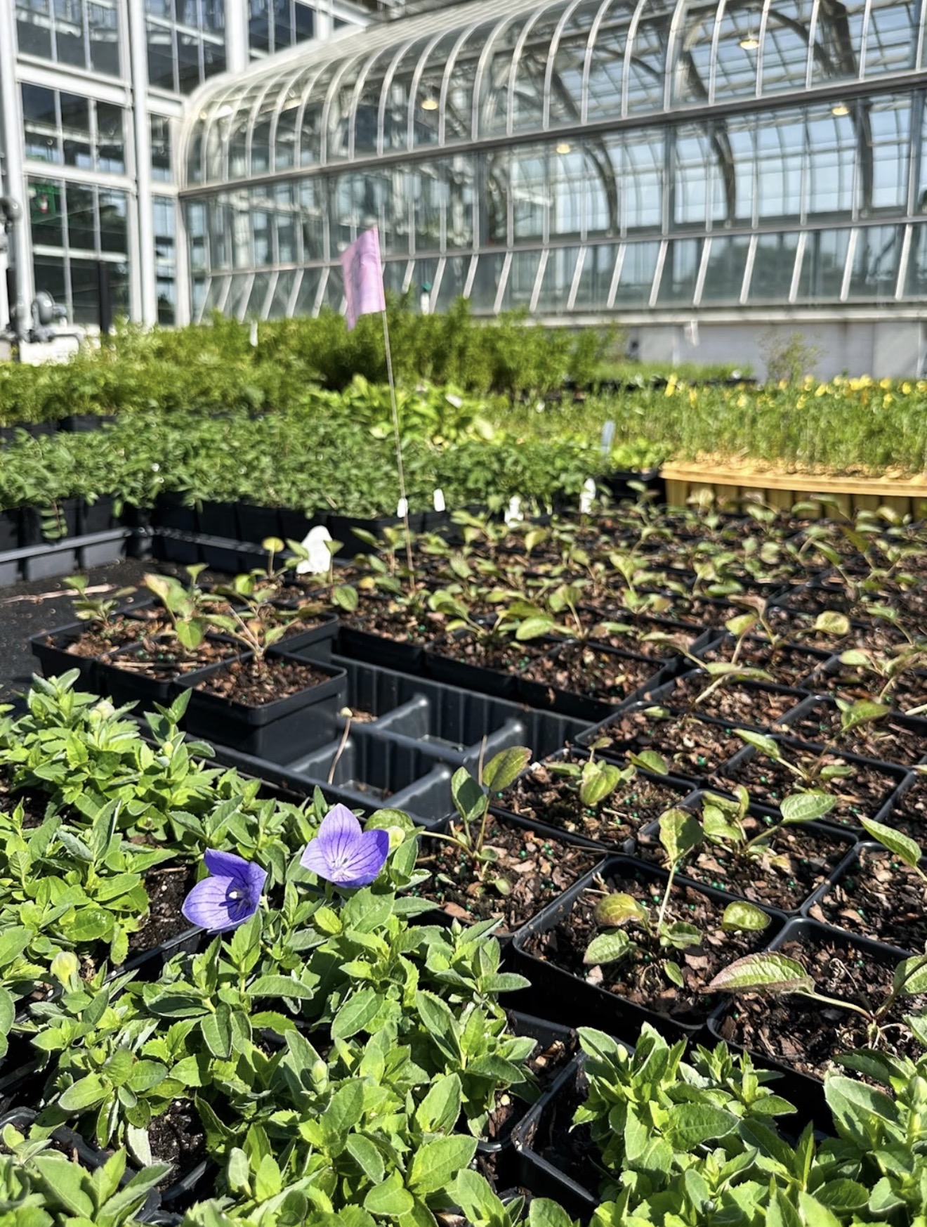 Plants staged for landscape installation by James River Nurseries at Lewis Ginter Botanical Garden in Richmond Virginia