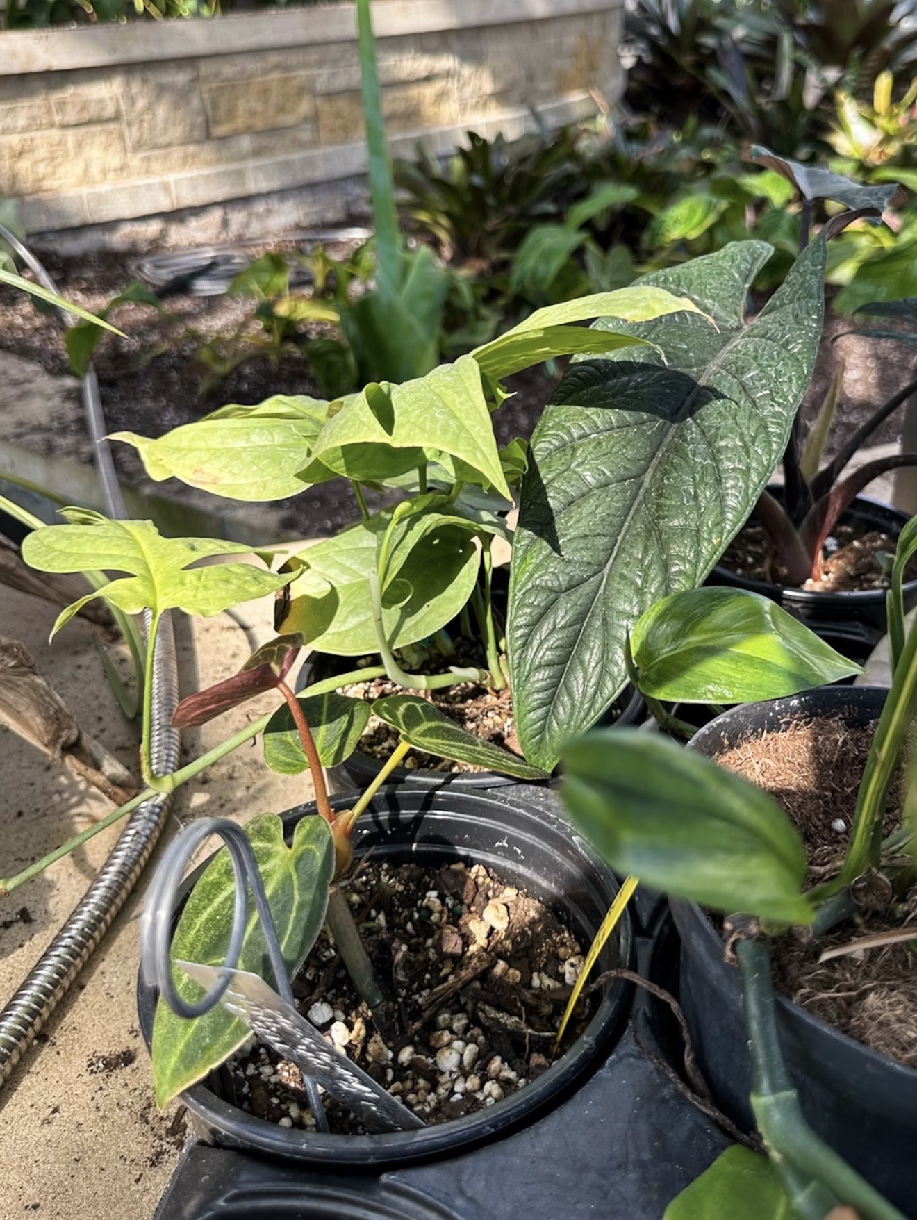 Plants staged for landscape installation by James River Nurseries at Lewis Ginter Botanical Garden in Richmond Virginia