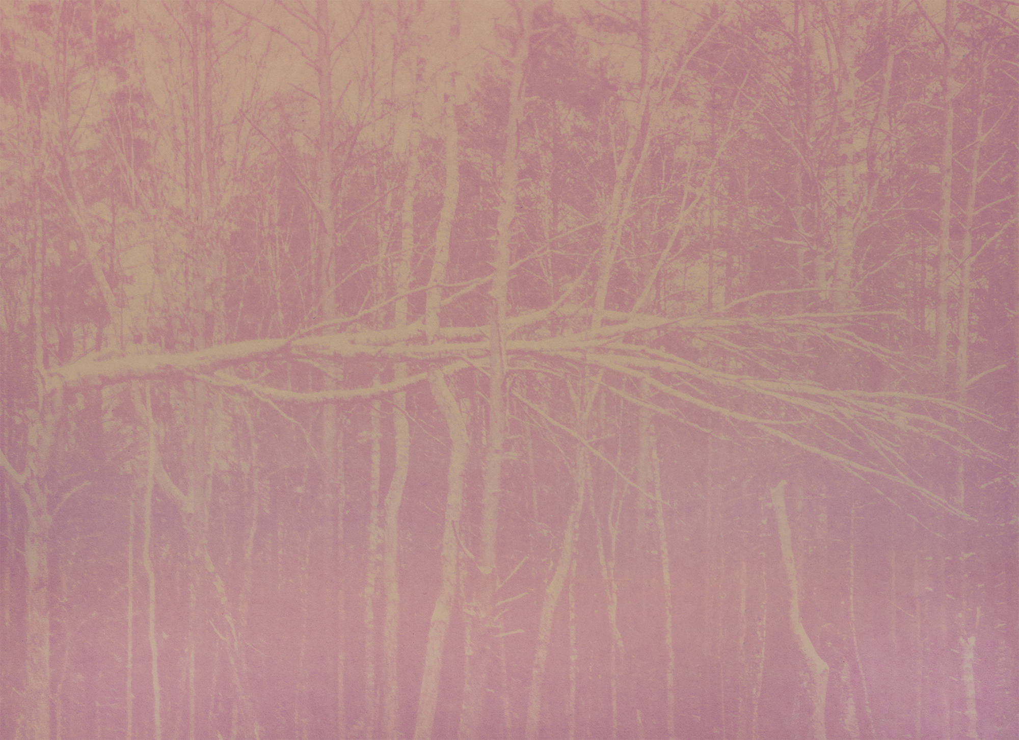 “Partisan 3” 2025, pigment print of beet and seabuckthorn anthotype, 8.5 x 11 inches 