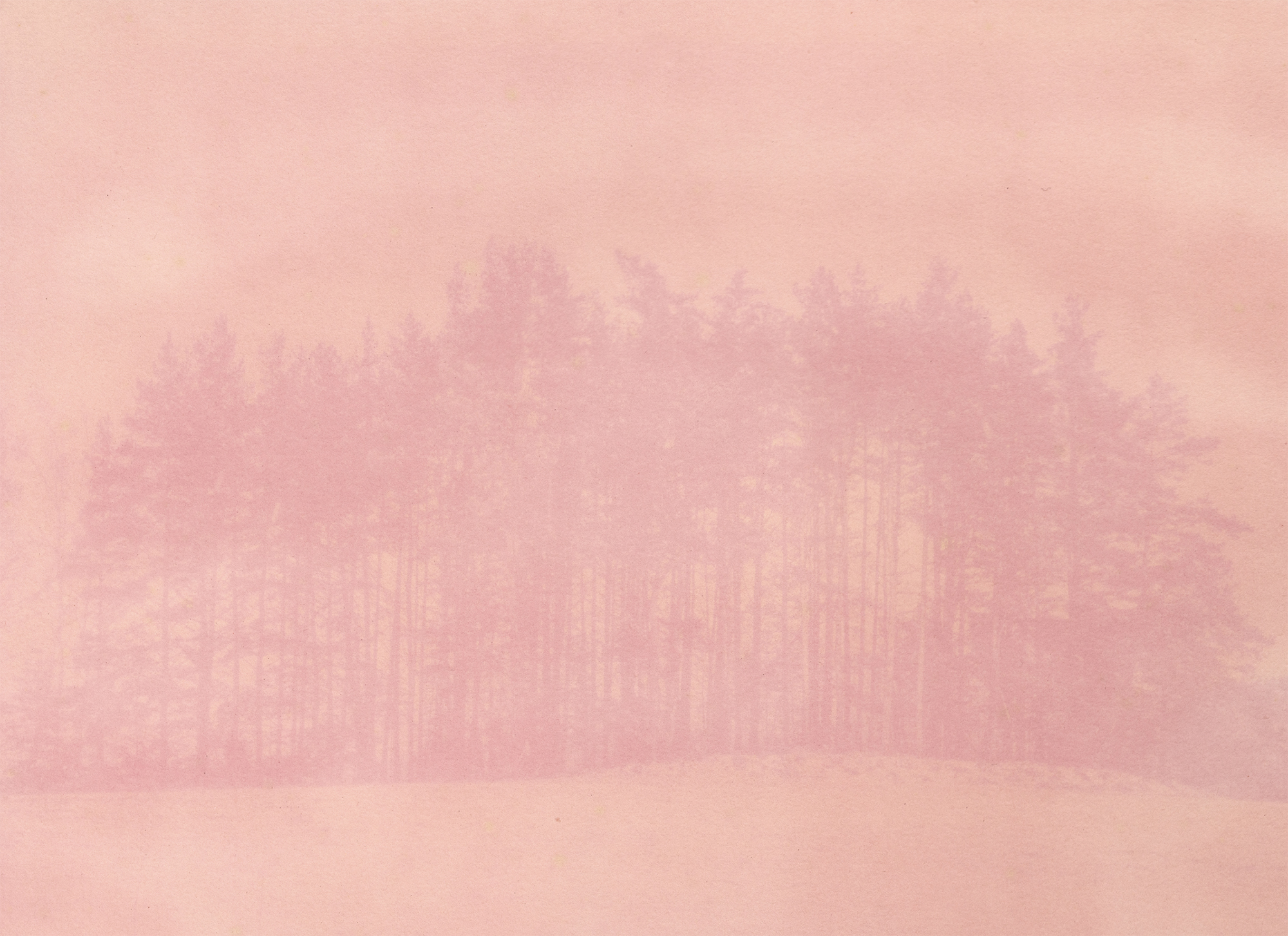 “Partisan 4” 2025, pigment print of peony anthotype, 8.5 x 11 inches 