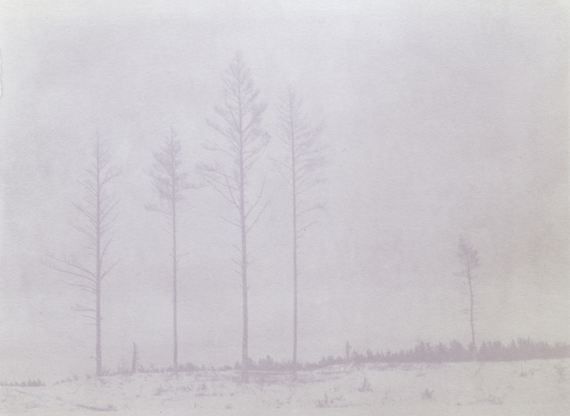 “Partisan 5” 2025, pigment print of haskap anthotype, 8.5 x 11 inches