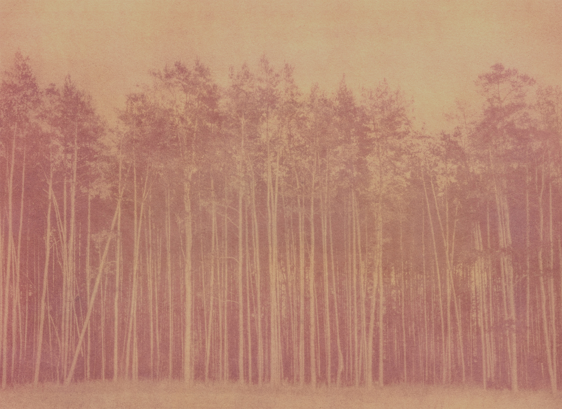 “Partisan 6” 2025, pigment print of beet and seabuckthorn anthotype, 8.5 x 11 inches