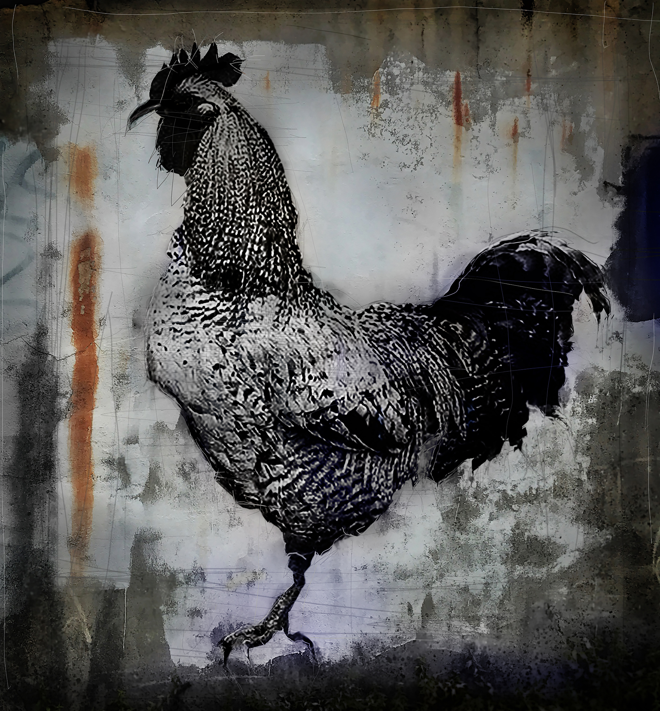 "One Legged Rooster: mixed media on canvas, 21 x 21 inches