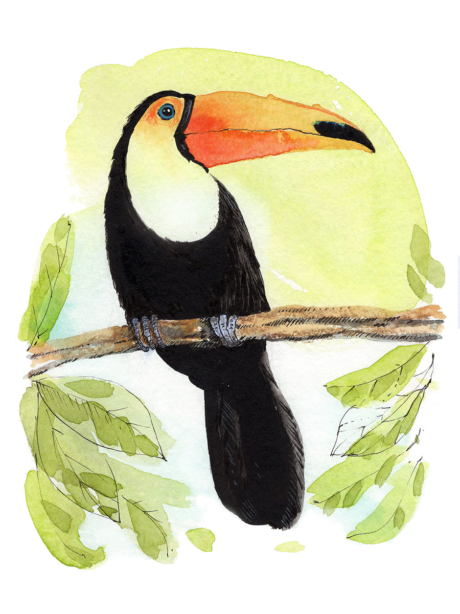 “Toucan” 2024, painting, watercolor and ink on paper, 6” x 8” 