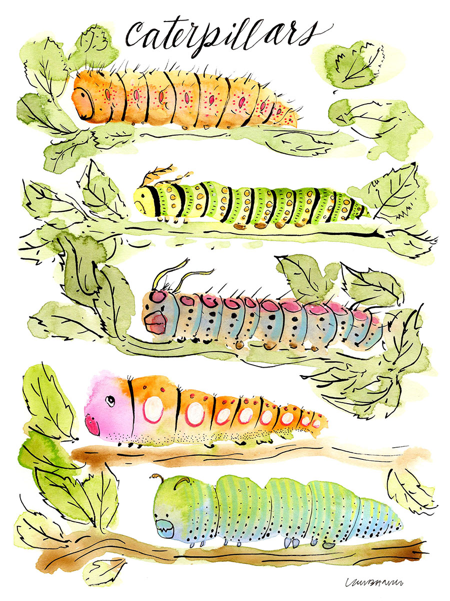 “Caterpillars” 2024, painting, watercolor and ink on paper, 6” x 8” 