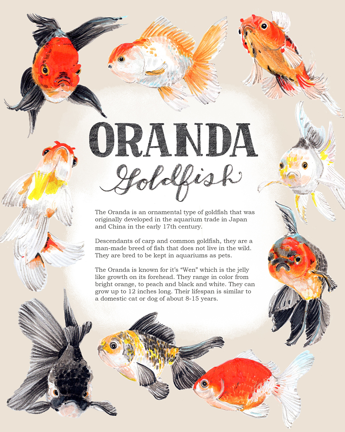 “Oranda Goldfish” 2025, illustration, watercolor, colored pencil and pencil on paper, 8” x 10” 