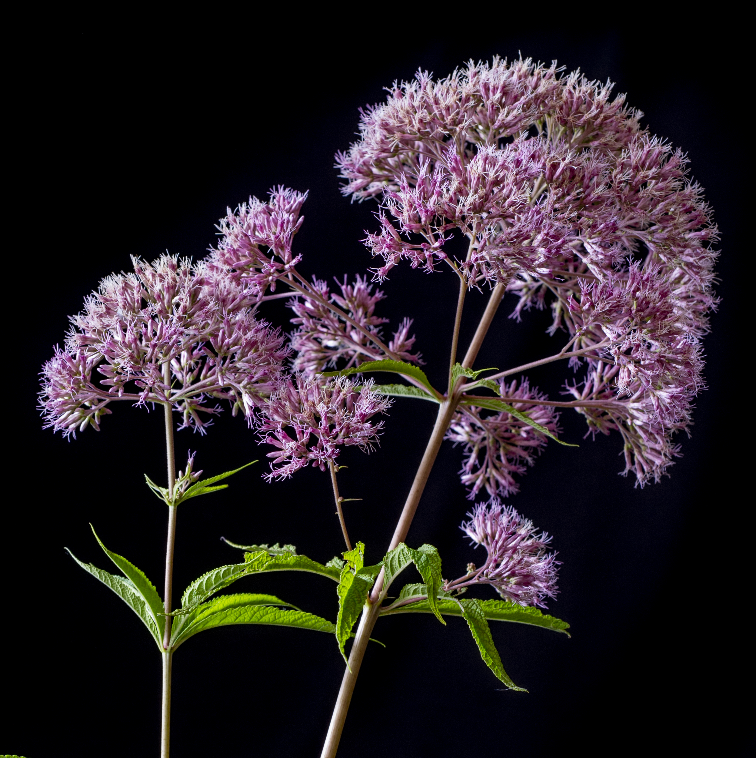 Joe Pye, 2025, Archival Photo on Flush Mount Metal Frame, 24 x 24 inches