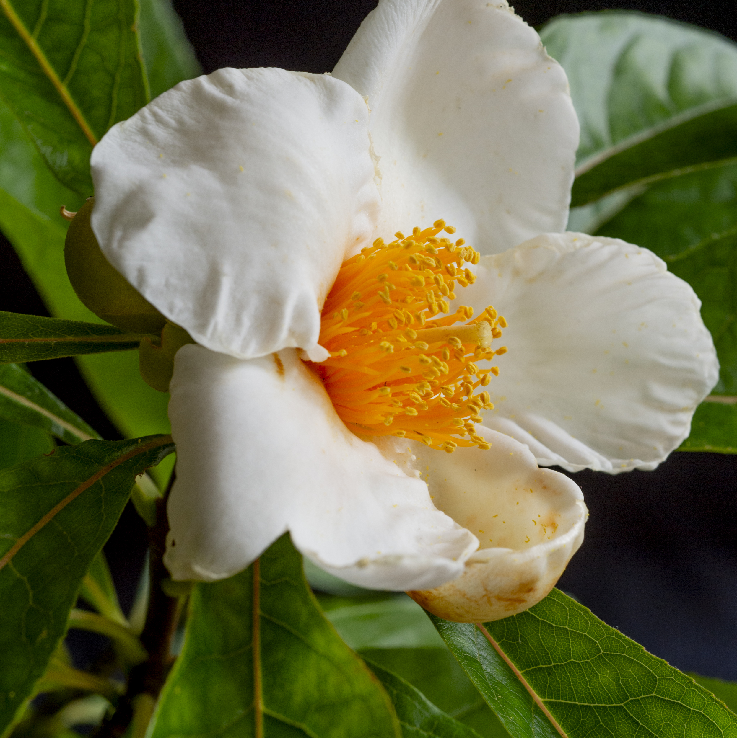 Franklinia, 2025, Archival Photo on Flush Mount Metal Frame, 24 x 24 inches