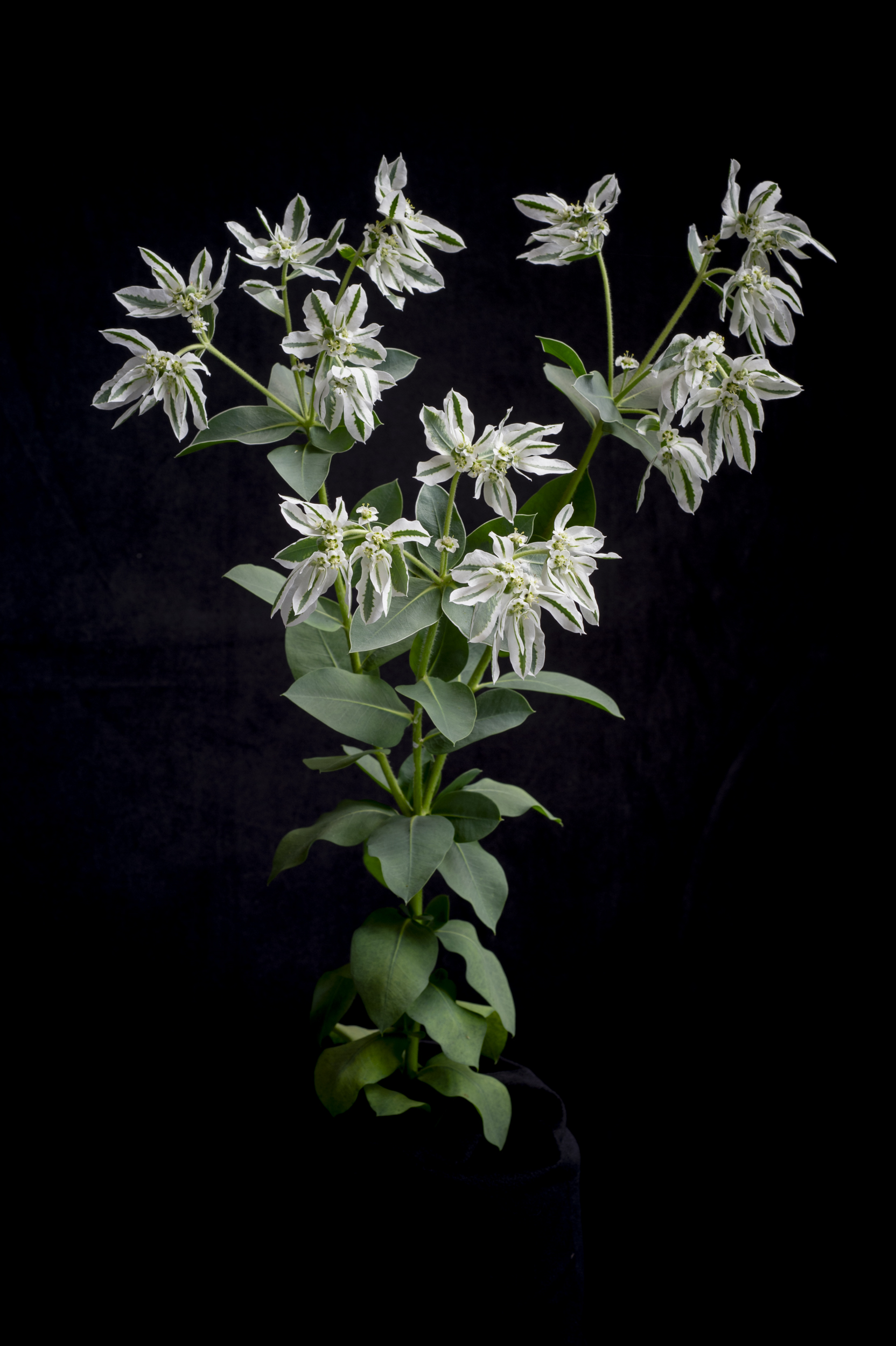 Snow on the Mountain, 2025, Archival Photo on Flush Mount Metal Frame, 24 x 24 inches