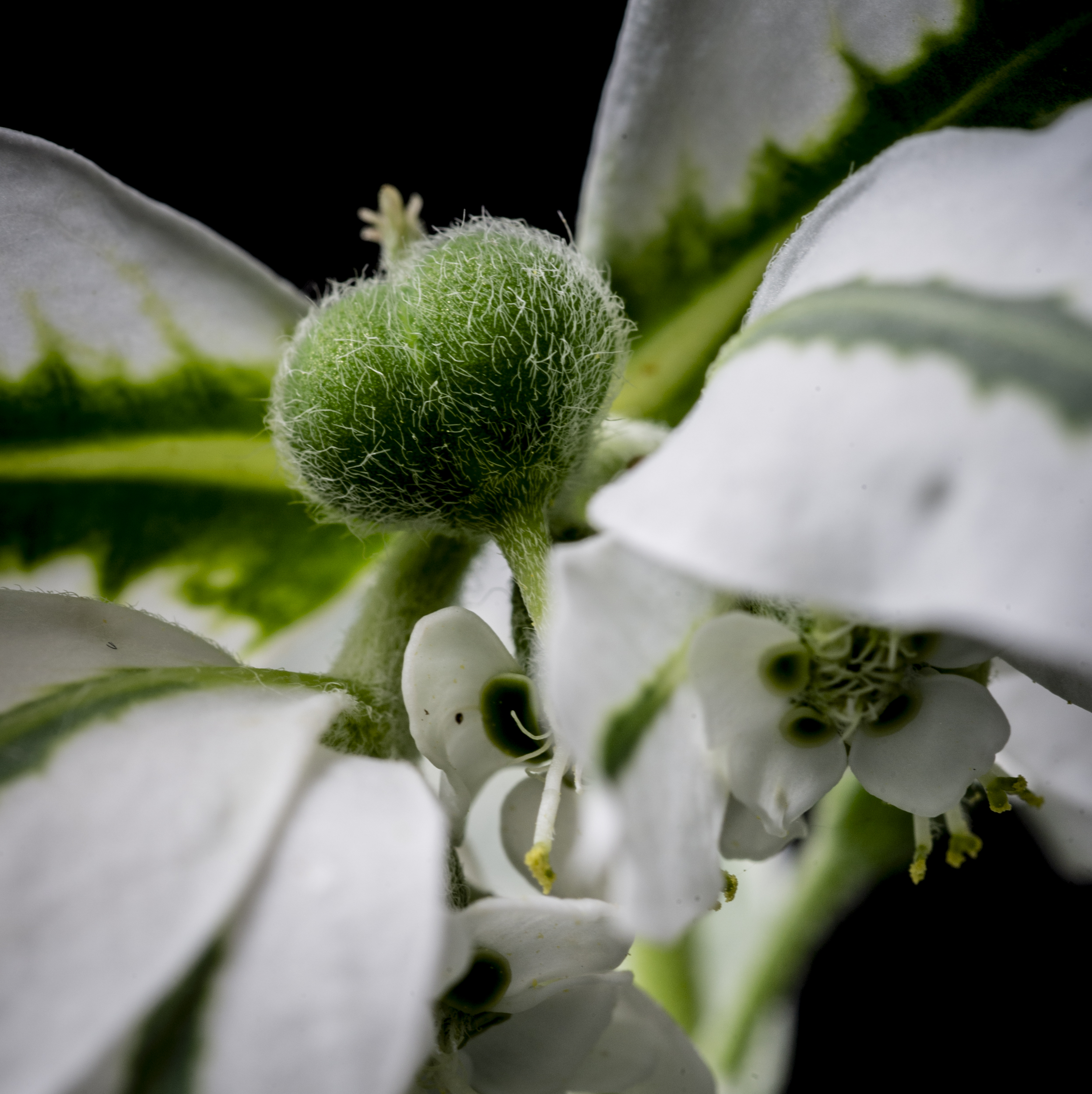Snow on the Mountain, 2025, Archival Photo on Flush Mount Metal Frame, 24 x 24 inches