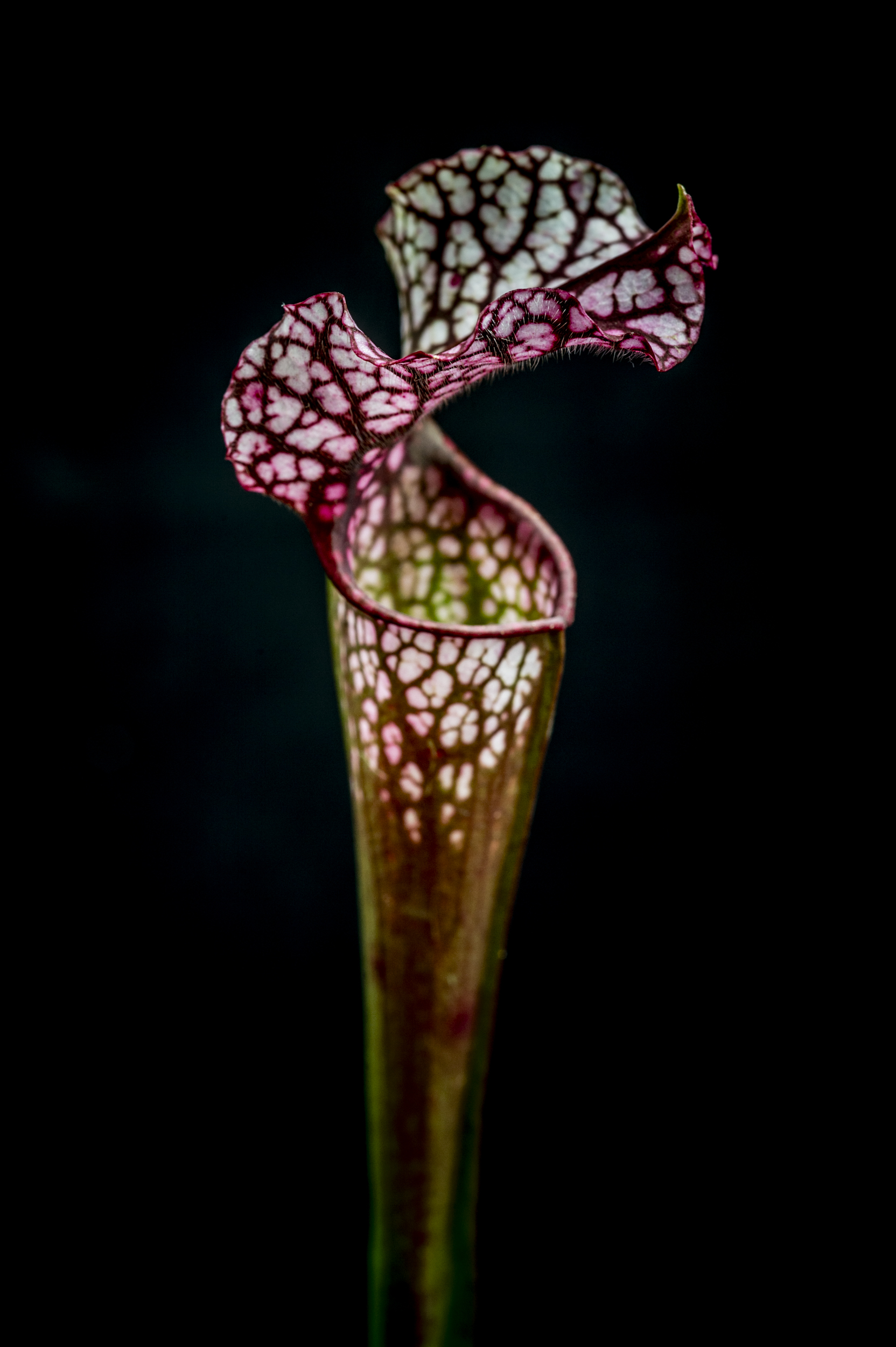 Sarracenia Pitcher, 2025, Archival Photo on Flush Mount Metal Frame, 24 x 24 inches