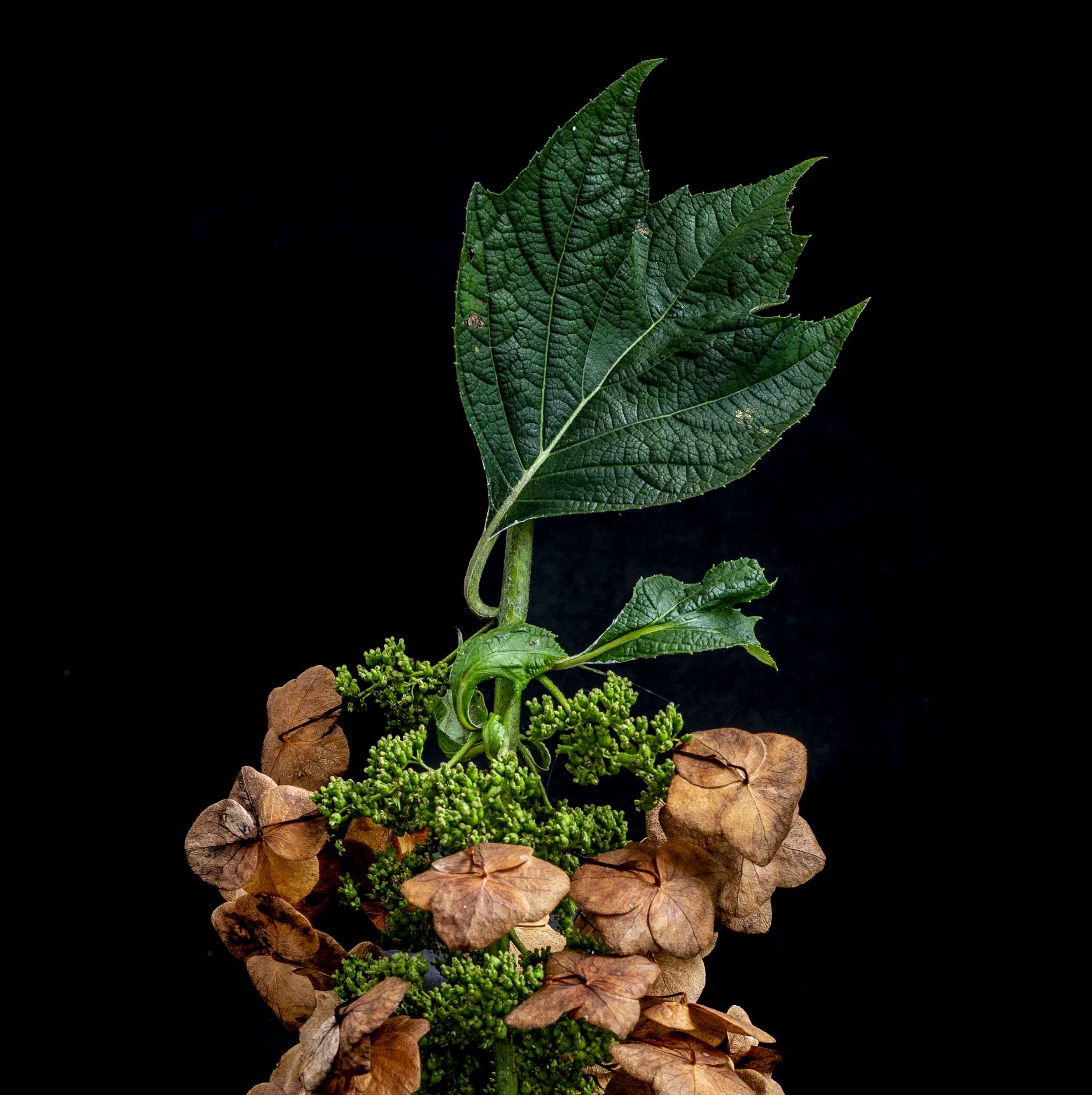 Oakleaf Hydrangea, 2025, Archival Photo on Flush Mount Metal Frame, 24 x 24 inches