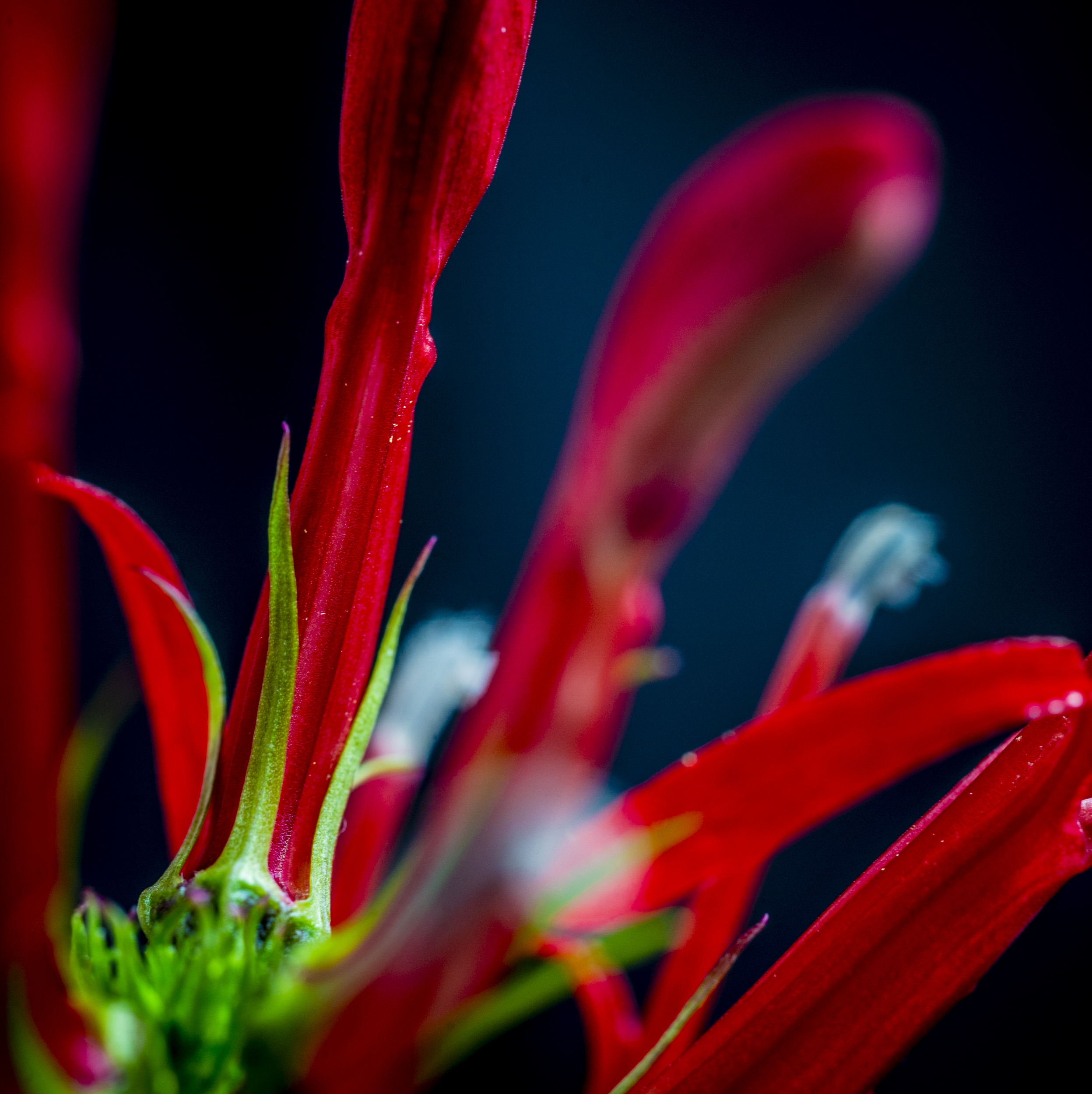 Hummingbird Bush, 2025, Archival Photo on Flush Mount Metal Frame, 24 x 24