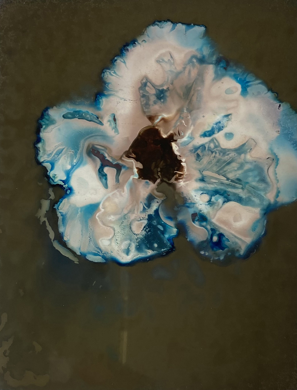 Red Omero Cabbage, 2025, Cyano-phytogram, 4”x 5”