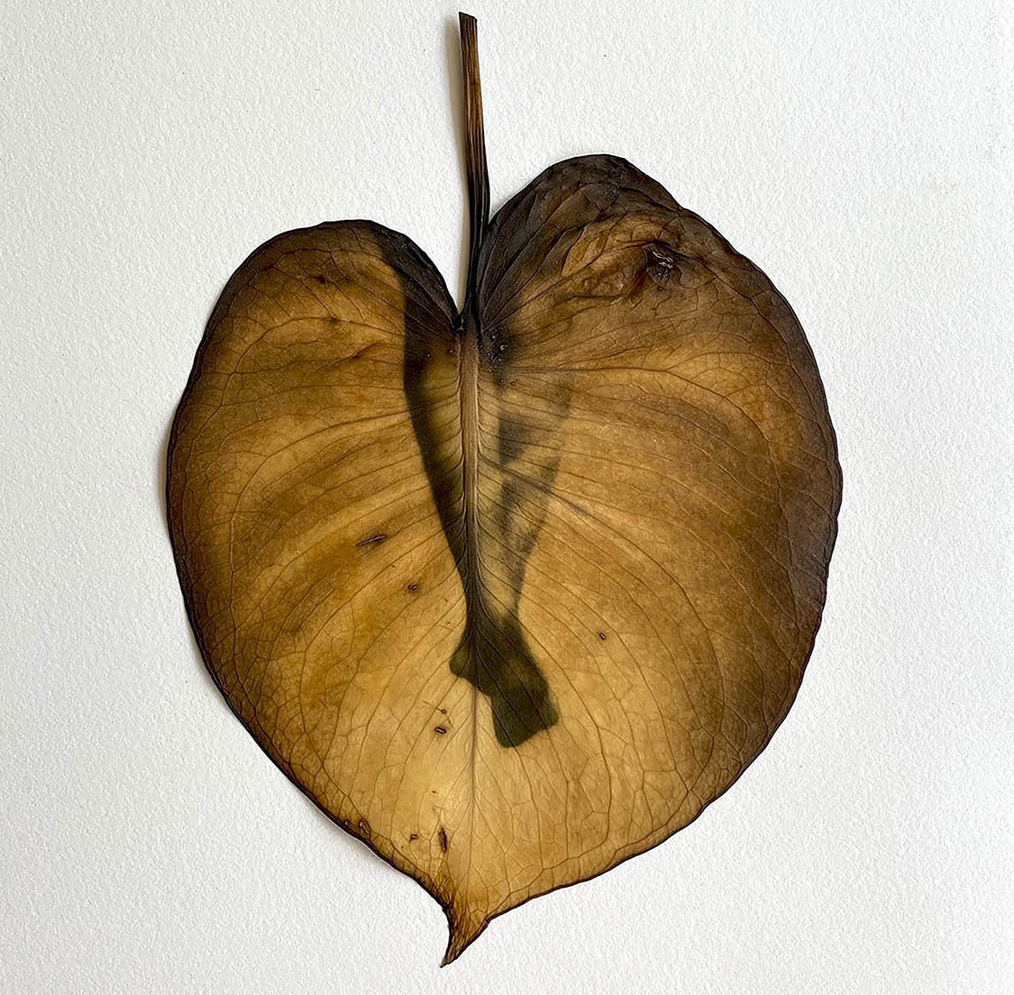 Riley’s Legs, 2023, Chlorophyll Print, Monstera Leaf, 5” x 5.25”