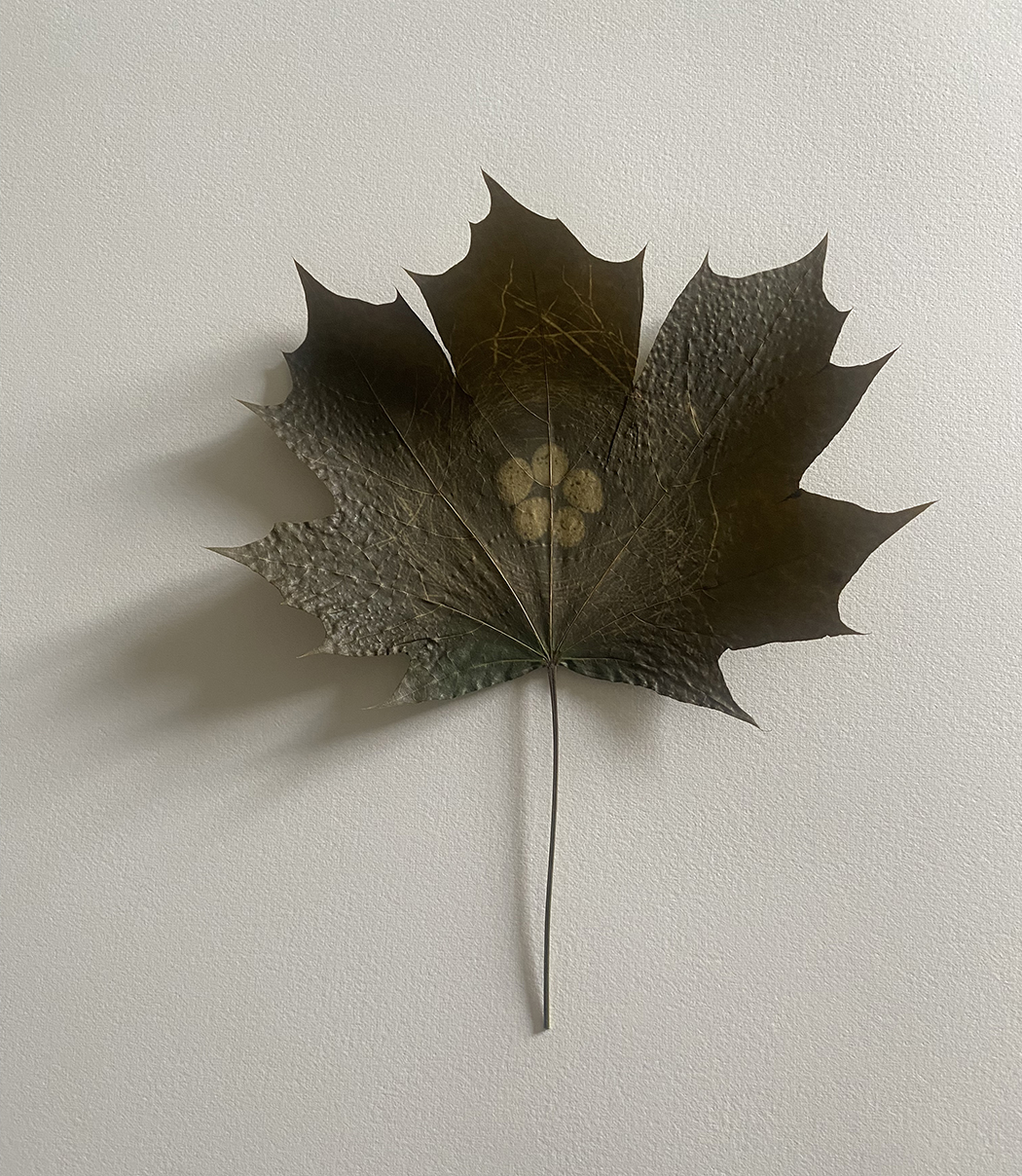 Nest, 2025, Chlorophyll Print, Maple Leaf, 4” x 4”