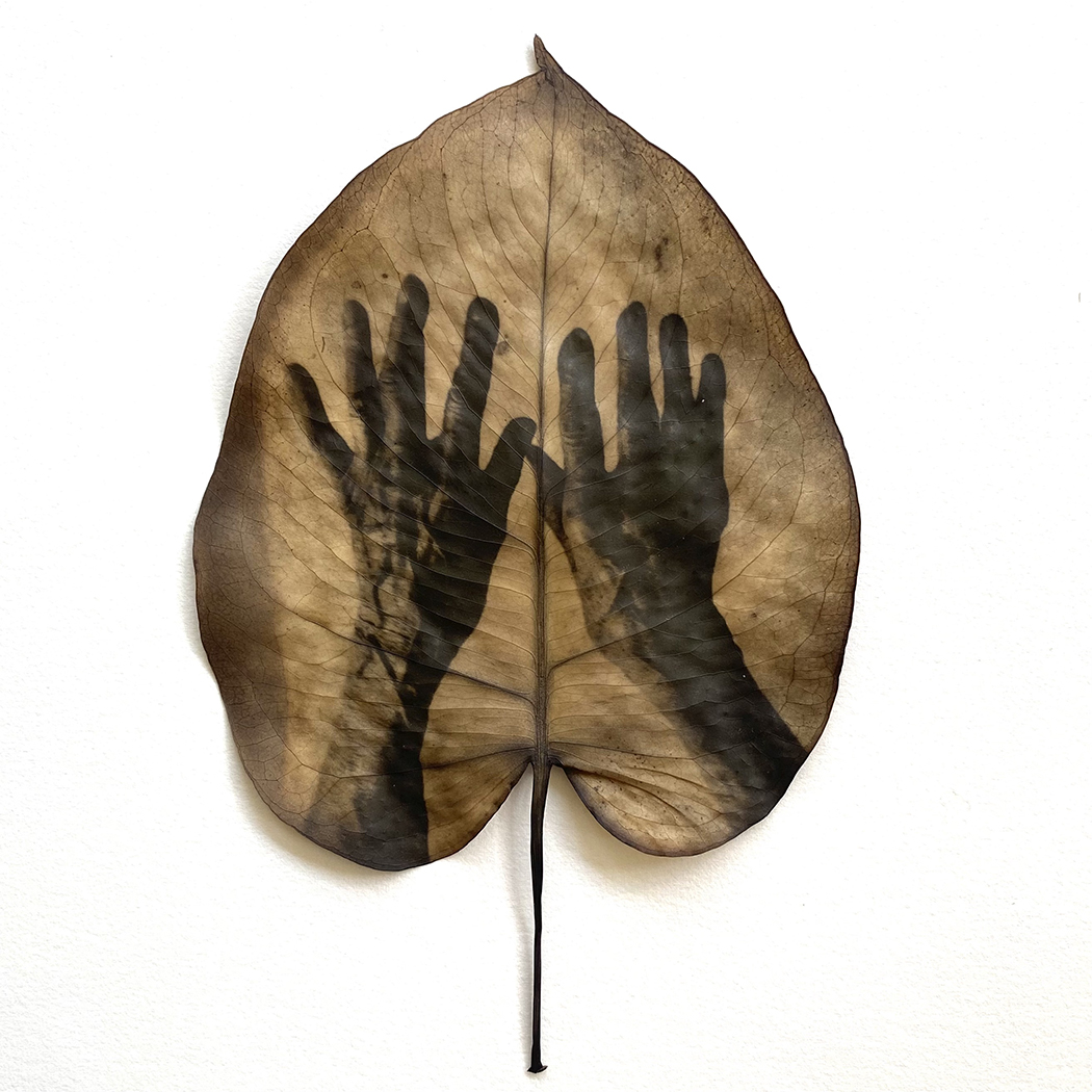 90, 2025, Chlorophyll Print, Monstera Leaf, 5” x 6”