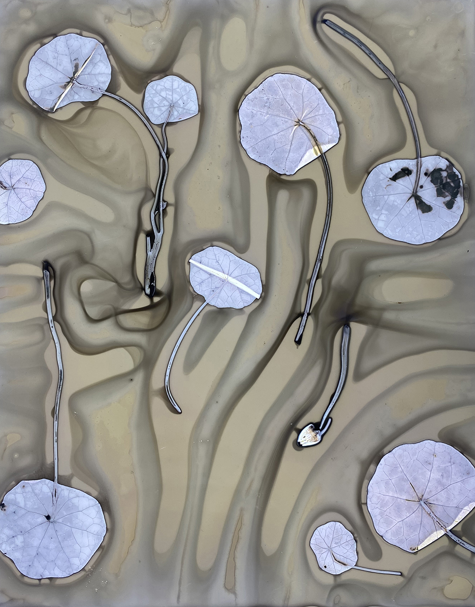 Nasturtium II, 2025, Phytogram, back-lit box, 8.5” x 11”