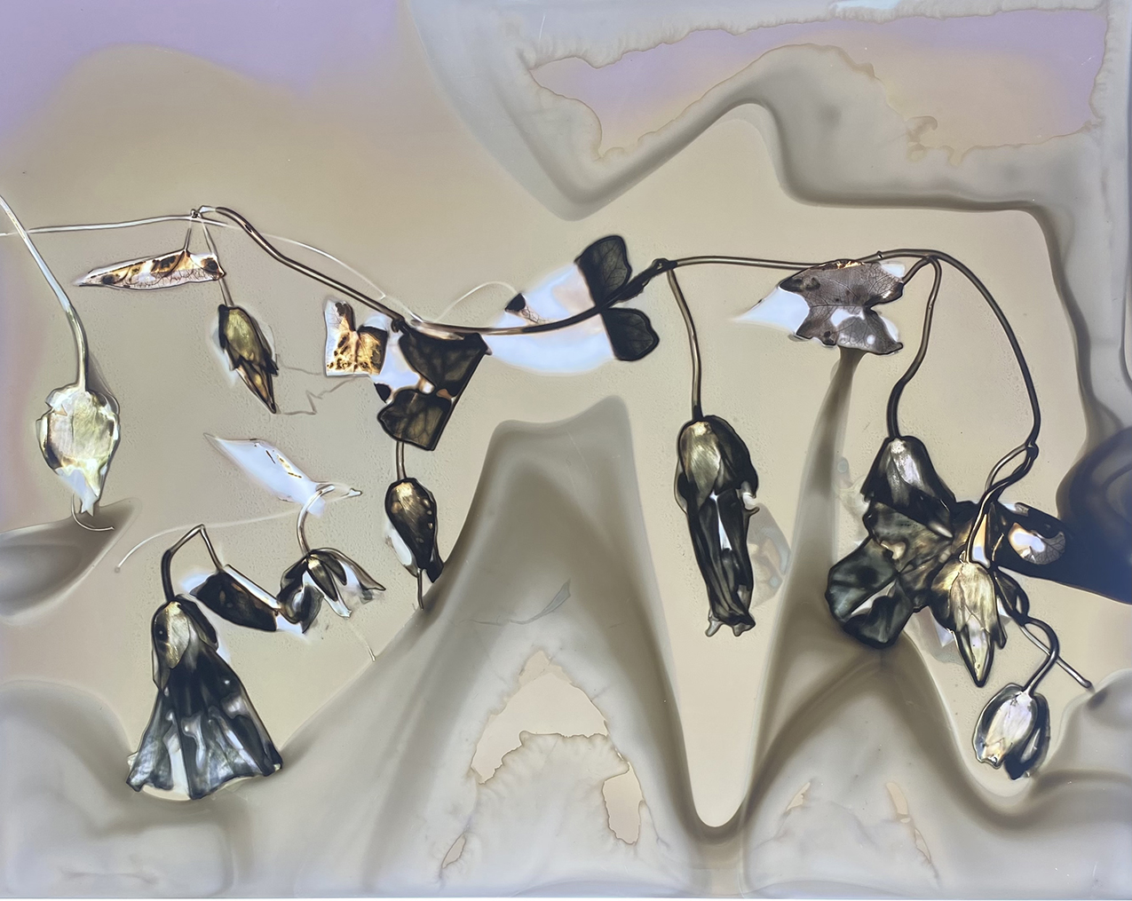 Vine With Flowers, 2025, Phytogram, back-lit box, 11” x 8.5”