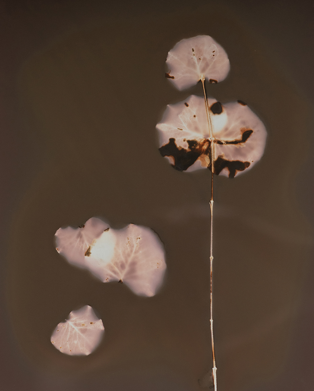 Pink Leaves, 2025, Phytogram, 11” x 14”